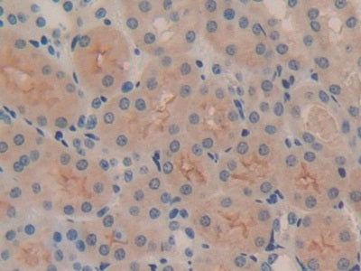 DAB staining on IHC-P; Samples: Mouse Testis Tissue