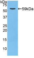 Cathepsin D (CTSD) Polyclonal Antibody - image 2