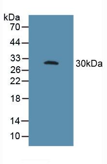 Western Blot; Sample: Recombinant FcgR3A, Human.
