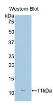 Fc Fragment Of IgG Low Affinity IIIa Receptor (FcgR3A) Polyclonal Antibody - image 3