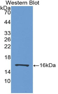 Western Blot; Sample: Lane1: Porcine Cerebrum lysate; Lane2: Mouse Cerebrum lysate; Lane3: Bovine Cerebrum lysate; Primary Ab: 4μg/ml Rabbit Anti-Human FABP7 Antibody; Second Ab: 0.2µg/mL HRP-Linked Caprine Anti-Rabbit IgG Polyclonal Antibody;