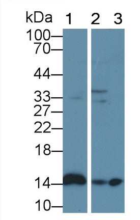 Fatty Acid Binding Protein 7, Brain (FABP7) Polyclonal Antibody - image 3