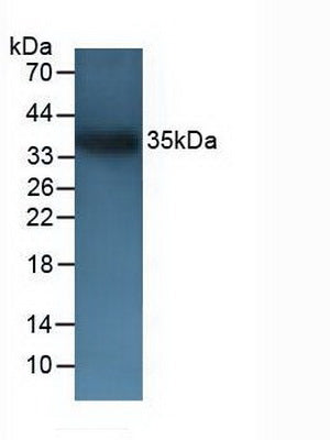 Western Blot; Sample: Recombinant CD72, Mouse.