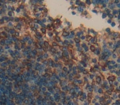 Cluster Of Differentiation 72 (CD72) Polyclonal Antibody - image 4