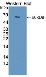 Scavenger Receptor Class D Member 1 (SCARD1) Polyclonal Antibody - image 2