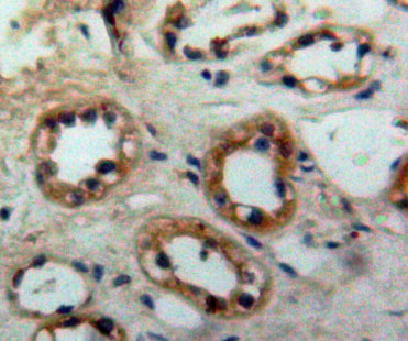 Scavenger Receptor Class D Member 1 (SCARD1) Polyclonal Antibody - image 3