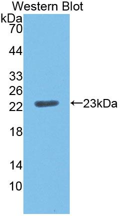 Tumor Necrosis Factor Receptor Superfamily, Member 5 (CD40) Polyclonal Antibody - image 2