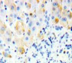 Sialic Acid Binding Ig Like Lectin 12 (SIGLEC12) Polyclonal Antibody - image 3
