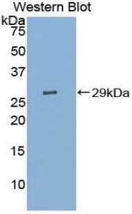 Contactin-associated protein-like 4 (CNTNAP4) Polyclonal Antibody - image 2