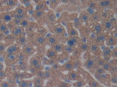 DAB staining on IHC-P; Samples: Mouse Liver Tissue)