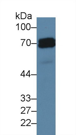 Western Blot; Sample: Recombinant protein.