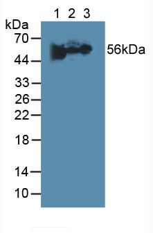 Western Blot; Sample: Recombinant FGa, Human.