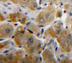 Fibrinogen Beta Chain (FGB) Polyclonal Antibody - image 4