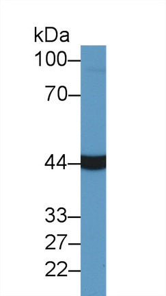 Western Blot; Sample: Recombinant protein.