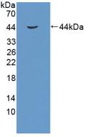 Used in DAB staining on fromalin fixed paraffin-embedded Spleen tissue