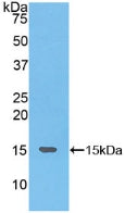 Neurokinin B (NKB) Polyclonal Antibody - image 2