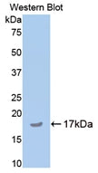 Cartilage Oligomeric Matrix Protein (COMP) Polyclonal Antibody - image 2