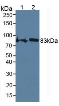 Western Blot; Sample: Recombinant COMP, Mouse.