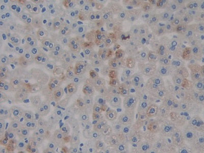 DAB staining on IHC-P; Samples: Mouse Intestine Tissue