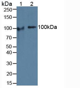 Western Blot; Sample: Recombinant COMP, Human.