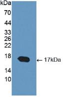 Used in DAB staining on fromalin fixed paraffin-embedded testis tissue