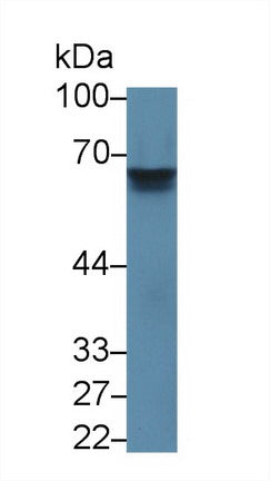 Western Blot; Sample: Lane1: Mouse Spleen lysate; Lane2: HEL92.1.7 cell lysate; Primary Ab: 0.4µg/ml Rabbit Anti-Mouse IL27Ra Antibody; Second Ab: 0.2µg/mL HRP-Linked Caprine Anti-Rabbit IgG Polyclonal Antibody;