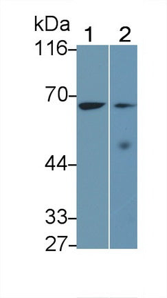 Used in DAB staining on fromalin fixed paraffin-embedded Spleen tissue