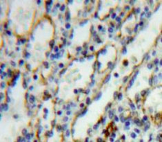 Interleukin 27 Receptor Alpha (IL27Ra) Polyclonal Antibody - image 4