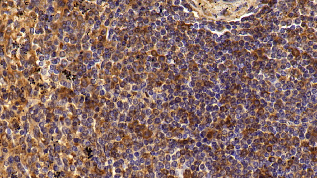 Cluster Of Differentiation 4 (CD4) Polyclonal Antibody - image 4