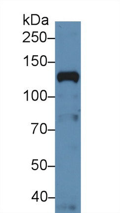 Western Blot; Sample: Recombinant protein.