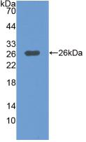Mitogen Activated Protein Kinase Kinase Kinase 1 (MAP3K1) Polyclonal Antibody - image 2