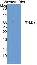 Cluster Of Differentiation 24 (CD24) Polyclonal Antibody - image 2