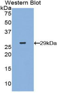 Mitogen Activated Protein Kinase Kinase Kinase Kinase 5 (MAP4K5) Polyclonal Antibody - image 2
