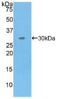 Mitogen Activated Protein Kinase Kinase Kinase Kinase 5 (MAP4K5) Polyclonal Antibody - image 2