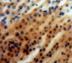 Mitogen Activated Protein Kinase Kinase Kinase Kinase 5 (MAP4K5) Polyclonal Antibody - image 3
