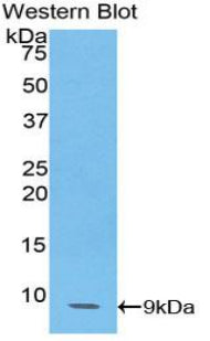 Chemokine C-C-Motif Ligand 14 (CCL14) Polyclonal Antibody - image 2