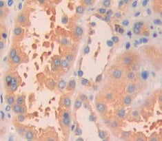 Chemokine C-C-Motif Ligand 14 (CCL14) Polyclonal Antibody - image 3