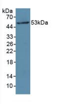 Myosin Light Chain Kinase (MYLK) Polyclonal Antibody - image 2