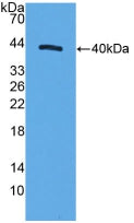 Motility Related Protein (MRP1) Polyclonal Antibody - image 2
