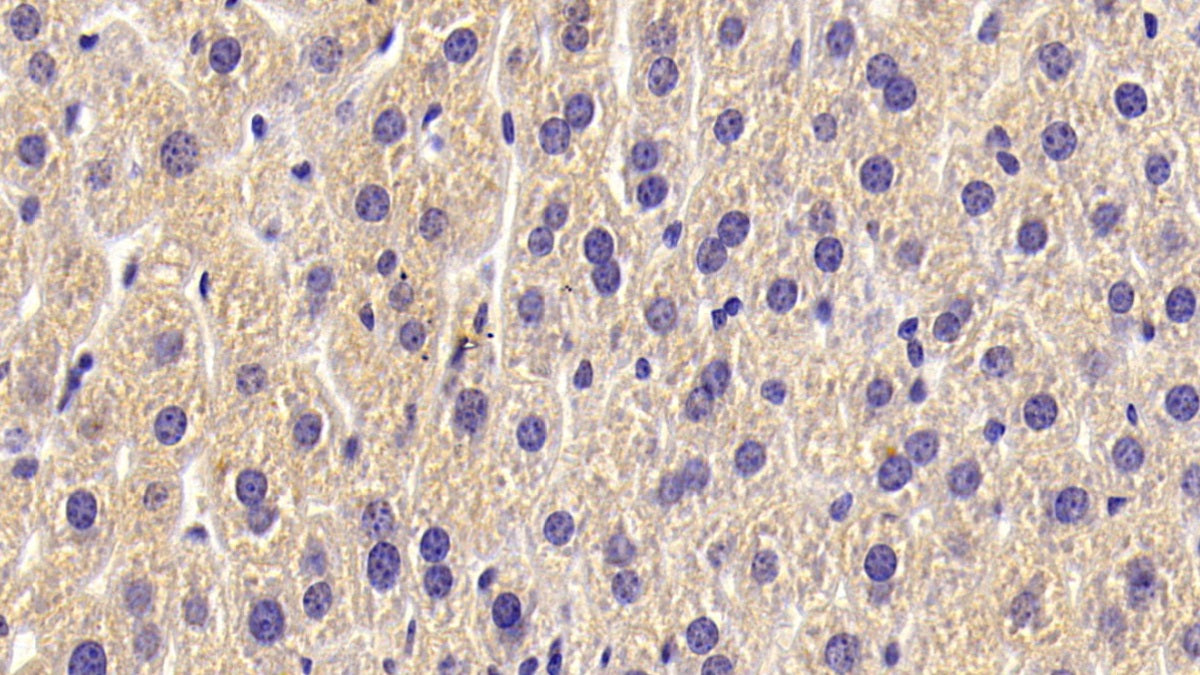 DABstainingonIHC-P.Samples:MouseTissue)