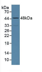 Western Blot; Sample: Recombinant ALPL, Human.