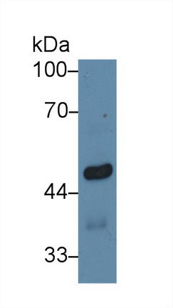Western Blot; Sample: Recombinant protein.