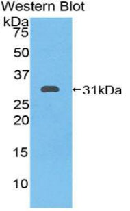 Heat Shock 70kDa Protein 9 (HSPA9) Polyclonal Antibody - image 2