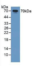 Western Blot; Sample: Lane1: Rat Liver lysate; Lane2: Rat Cerebrum lysate; Lane3: Rat Heart lysate; Lane4: Mouse Liver lysate; Lane5: Mouse Cerebrum lysate; Primary Ab: 1µg/mL Rabbit Anti-Human HSPA1A Ab; Second Ab: 0.2µg/mL HRP-Linked Caprine Anti-Rabbit IgG Polyclonal Antibody;
