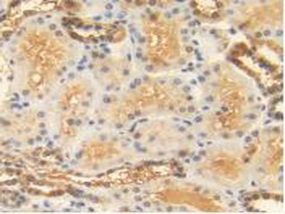Heat Shock 70kDa Protein 1A (HSPA1A) Polyclonal Antibody - image 5
