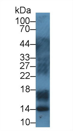 Western Blot; Sample: Human Leukocyte lysate; Primary Ab: 1µg/ml Rabbit Anti-Bovine S100A12 Antibody Second Ab: 0.2µg/mL HRP-Linked Caprine Anti-Rabbit IgG Polyclonal Antibody