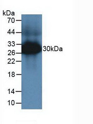 Western Blot; Sample: Recombinant TPS, Mouse.