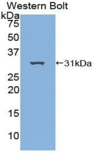 DAB staining on IHC-P; Samples: Rat Stomach Tissue; Primary Ab: 20μg/ml Rabbit Anti-Rat AAP Antibody Second Ab: 2µg/mL HRP-Linked Caprine Anti-Rabbit IgG Polyclonal Antibody