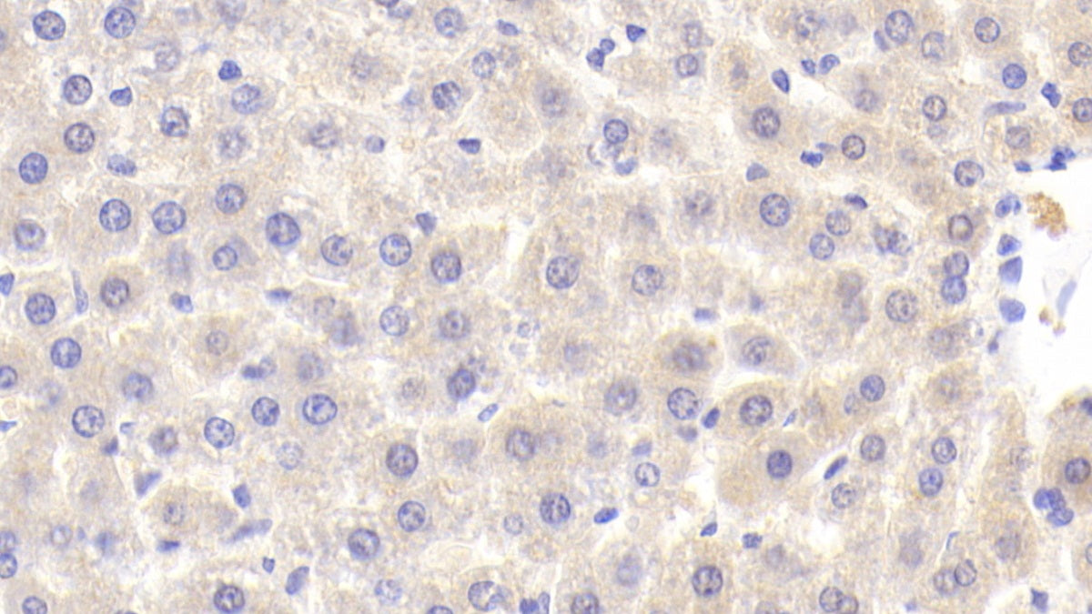 Alanine Aminopeptidase (AAP) Polyclonal Antibody - image 5
