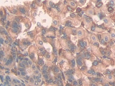 Alanine Aminopeptidase (AAP) Polyclonal Antibody - image 5